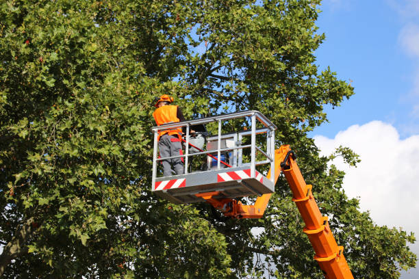 Best Hazardous Tree Removal  in Aviston, IL